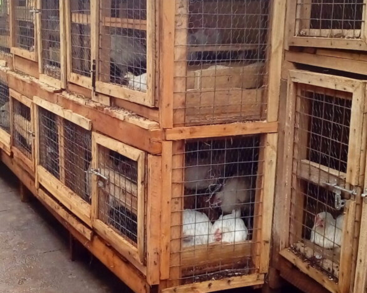 IMG_20181113_090332-1-576×1024-1