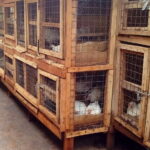 Chickens in Uganda